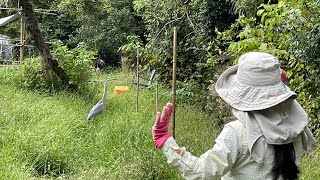 今週のゲストは　青鷺さん　仲良くなれる？　野鳥のアオサギ