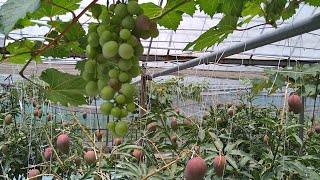 Grapes in Mango farm