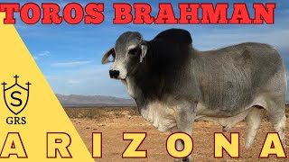 BRAHMAN en Arizona | Visitando Ranchos en Estados Unidos