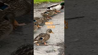 Mallard ducks foraging マガモの採餌 #shorts