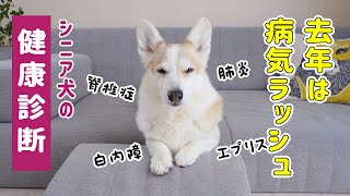 10歳のシニア犬、健康診断に行ってきました【コーギー】