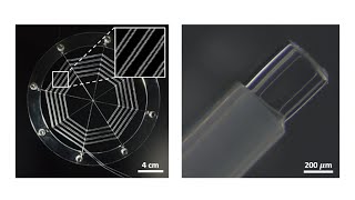 Ionic Spiderwebs - 2020 The Polymer Society of Korea Fall Meeting