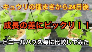 キュウリ種まきから24日後！こんなに成長の差が出たのはなぜ?ビニールハウス毎に比較してみた 【冬栽培4】