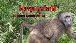 #Baboon South Africa #ลิงบาบูน แอฟริกาใต้