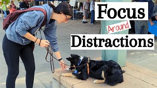 Train Your Dog to Focus Around Distractions