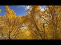 ginko park kikugawa shizuoka ken. yellow leaves trees