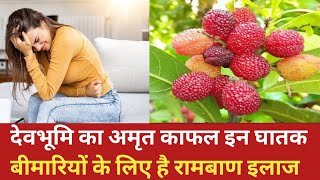 |Kafal Fruit Benifit uttarakhand|| इन घातक बीमारियों में जरूर इस्तेमाल करें काफल का पाउडर ||