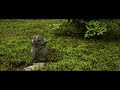 【京都の庭園 2022】圓光寺（enkou ji temple japanese gardens in kyoto