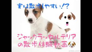 【犬のお散歩♪】ジャックラッセルテリアのお散歩大変と見せかけて、実は、、、🐶