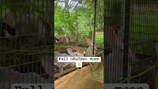 Kathir farm #shorts #shortsviral #youtubeshorts #shortvideo