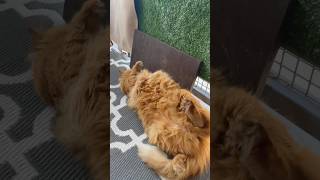 “HUGE” orange cat tries to play off embarrassing move….fails horribly. 😹