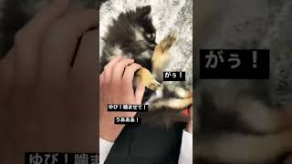 指噛んだので説教しました#ポメラニアン #噛み癖 #pomeranian #しつけ #飼い主 #子犬 #子犬の成長記録 #puppydog