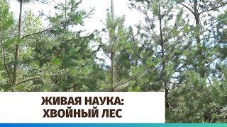 Живая наука: хвойный лес