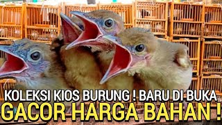 PESAING BARU ! JENGGOT JAWA LOLOH DAN GACOR HARGA BAHAN DI PASAR BURUNG PRAMUKA