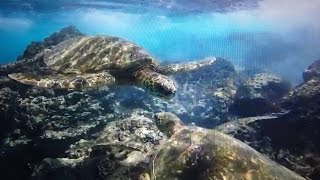 Close-up Hawaiian Sea Turtles, with turtle flush @ 2:18