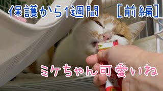 毎日来るようになった三毛猫　保護してから1週間の記録[前編]