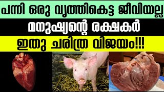 പന്നി ഒരു വൃത്തികെട്ട ജീവിയല്ല മനുഷ്യന്റെ രക്ഷകർ;ഇതു ചരിത്ര വിജയം|pig's heart transplant to human|Bn