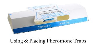 Using and Placing Pheromone Traps for Clothes Moths