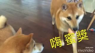 柴情侶吵架！冷戰！【柴犬 我是Happy，她是蜜獎】