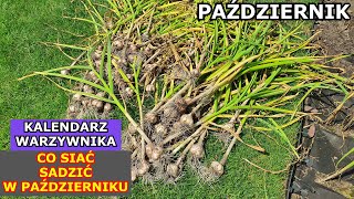 PAŹDZIERNIK a Warzywa - Co siać i sadzić w Październiku | Kalendarz Warzywnika Ogrodnika