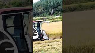 #벼베기 #rice #harvest #국제콤바인kc100 #6조콤바인 2022년 10월 6일