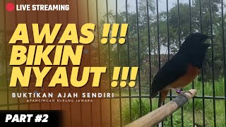 TERNYATA NYANYIAN MURAI BATU HUTAN LEBIH AMPUH MEMANCING EM0SI \u0026 MELATIH MENTAL FIGHTER