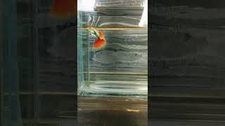 【返金保証】 動画 グッピー (g001) タイ産 熱帯魚 淡水魚 ペット オス ホワイト シルバー オレンジ (g001)