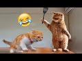 Best Funny Animal Videos -Funniest Cats /Dog Videos 2024🐶 😹