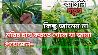 মরিচের গাছ বেশি দিন টিকে রাখতে কি করবেন।। যা জানা দরকার