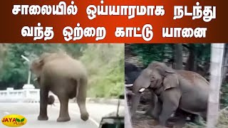 சாலையில் ஒய்யாரமாக நடந்து வந்த ஒற்றை காட்டு யானை | Kovai Wild Elephant | Otrai Kaatu Yaanai