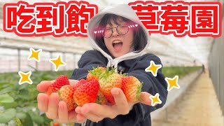 【留學Vlog】大胃王極限挑戰 無限吃到飽的日本採草莓 到底值不值得去?[NyoNyoTV妞妞TV]