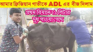 আমার ফ্রিজিয়ান গাভীকে ADL এর ১৩৬৯ নাম্বর ষাড়ের বীজ দিলাম ।প্রথম বিয়ানে ২১ লিটার পর্যন্ত দুধ হয়েছে