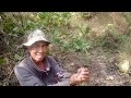 february 13 2025 harvesting stingless bee honey in forest