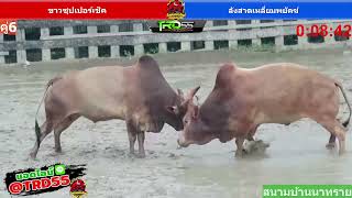 วัวชนย้อนหลังนาทราย19 12 66 คู่ที่6 โคขาวซุปเปอร์เช็ค vs โคลังสาดเหลี่ยมพยัคฆ์