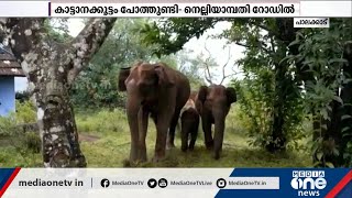 Nelliampathi wild Elephant | പാലക്കാട് പോത്തുണ്ടി- നെല്ലിയാമ്പതി റോഡിൽ കൗതുകമായി കാട്ടാനക്കൂട്ടം