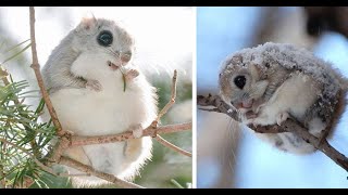 Siberian Flying Squirrels Are Probably The Cutest Animals On Earth