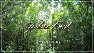 【4K・沖縄の森・自然音】ヒーリング・夏・やんばる国立公園・BGMなし・30min Nature Sounds of Okinawa forest for Relaxing