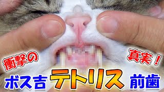 7年目の初告白！あの頃保護猫ボス吉の問題は皮膚病だけではありませんでした【猫達の歯磨き事情、オススメ猫用歯ブラシの紹介】