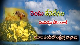 ఆవాల పంట సాగులో అధిక లాభాలు||High profits in cultivation of mustard crop