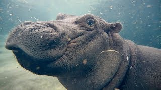 10 WEIRD FACTS WE DON'T KNOW ABOUT THE HIPPO