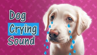 5 Highly Reactive Dog Crying Sound - [ Sound Effect of Dogs Whining ]