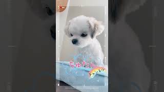 【朝起きたら寝る犬】朝からダルいわ〜、寝るわ〜。チワマルアッシュ！#shorts #dog #犬 #癒し