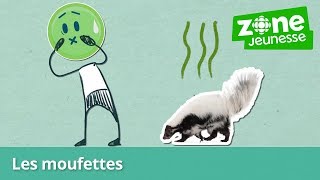 Explique-moi ça! - Pourquoi les moufettes sentent-elles mauvais? - Zone Jeunesse