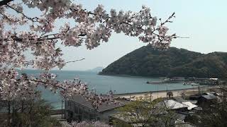 令和2年4月　平郡島桜とへぐり