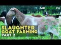 Goat Raising: How to Manage Income Generating Slaughter Goat Farm