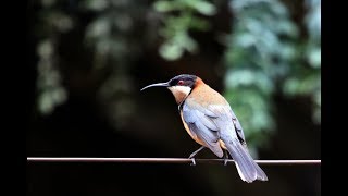 澳洲的細嘴吸蜜鳥Slender billed Honeyeater （2018 12 17）