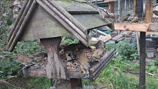 rare bird visits Britain's best bird table,hawfinch