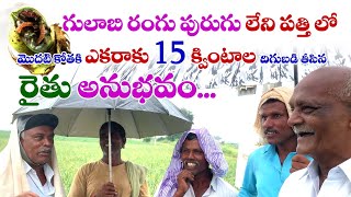 గులాబీ రంగు పురుగు లేని పత్తిలో మొదటి కోతకి  ఎకరాకు 15 క్వింటాళ్ల దిగుబడి తీసిన రైతు అనుభవం  ...