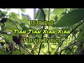 赵芷彤 Zhao Zhitong - 甜甜咸咸 Tian Tian Xian Xian | Mặn Mặn Ngọt Ngot Tiktok [Pinyin Lyrics]