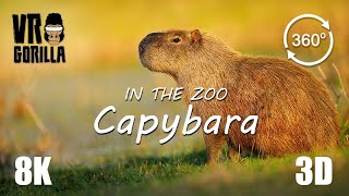 VR in the Zoo: Capybara (short) - 8K 360 3D